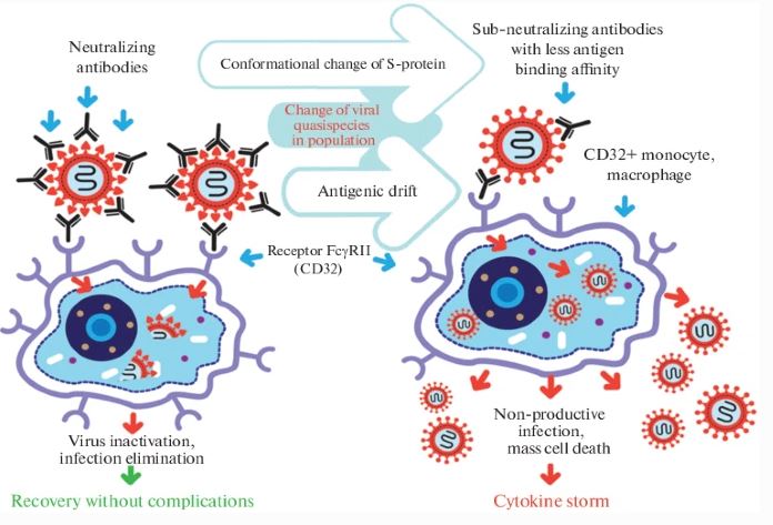 Antibody Dependent Enhancemnt